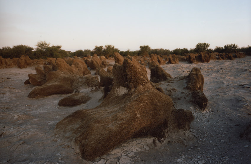 Gramas / Ancient grass / Urgress