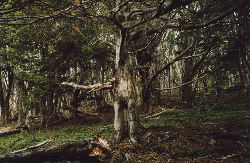 The Southernmost King of the Beeches