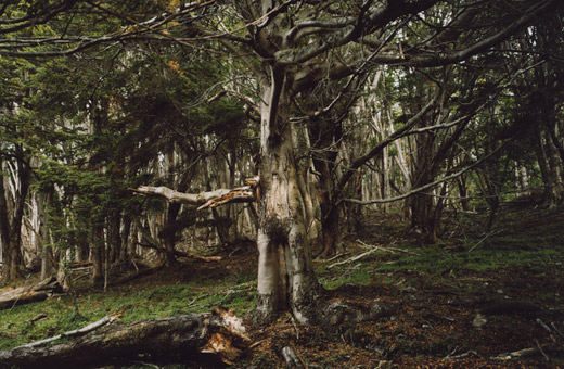 The Southernmost King of the Beeches