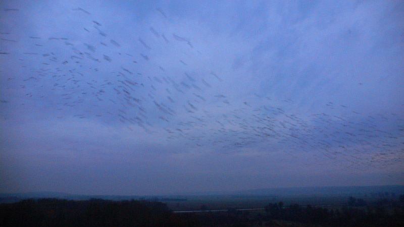 hegedonssamset_insearchofhappiness_no2-lrg