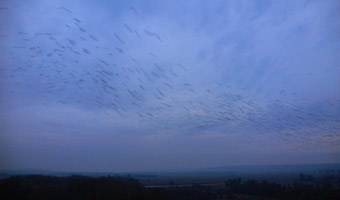 hegedonssamset_insearchofhappiness_no2